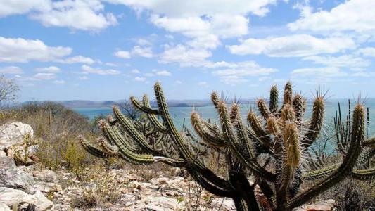 Plano mira recuperação de 10 mi de hectares da Caatinga ameaçados pela desertificação