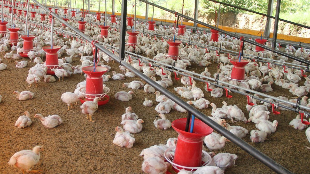 Poder de compra do avicultor cai em SP: frango desvaloriza e insumos sobem em novembro