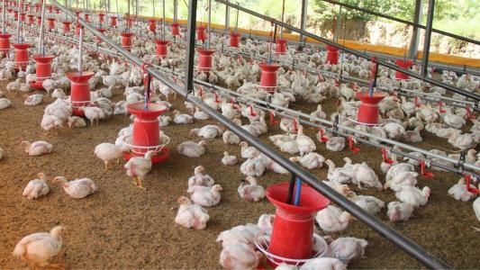 Poder de compra do avicultor cai em SP: frango desvaloriza e insumos sobem em novembro