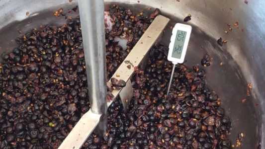 Vinho Syrah do semiárido: cientistas revelam método para aprimorar qualidade