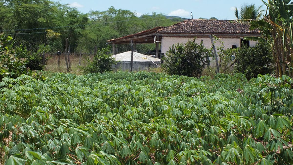 'GuardeÁgua' auxilia agricultores do Semiárido na gestão da água