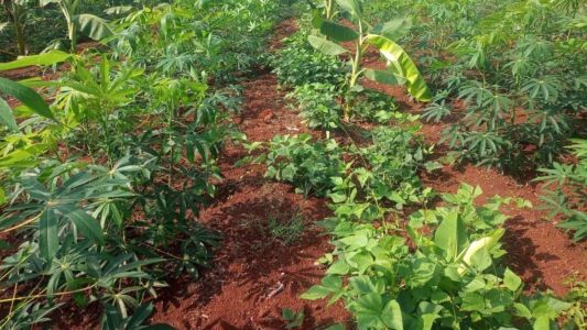 Produção de orgânicos avança em SP impulsionada por crédito e práticas sustentáveis