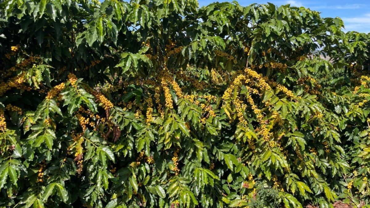 Nova cultivar de café se destaca por produtividade, resistência à seca e qualidade