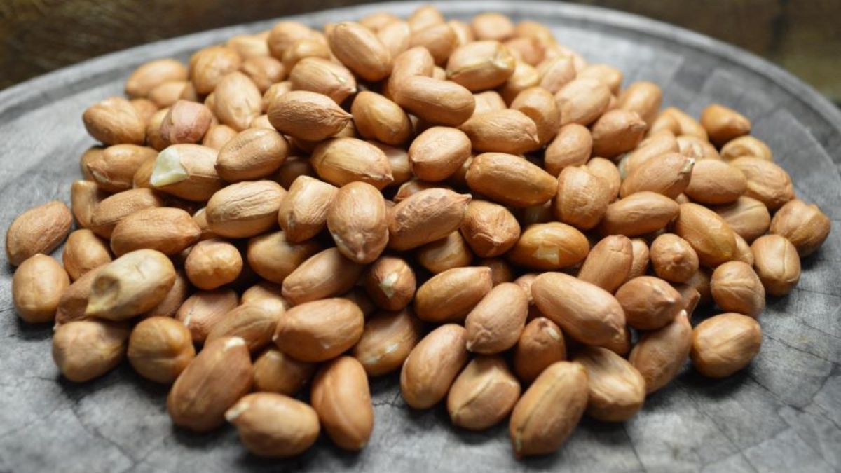 Embrapa lança guia técnico atualizado para a produção de amendoim no Brasil
