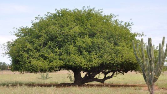 Estudo revela potencial funcional e aromático do umbu para alimentos e cosméticos