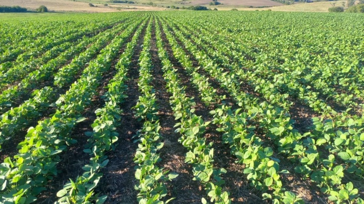 Semeadura da soja no Rio Grande do Sul atinge 93% da área prevista 