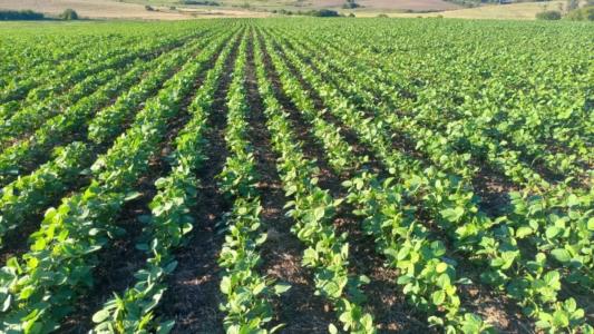 Semeadura da soja no Rio Grande do Sul atinge 93% da área prevista