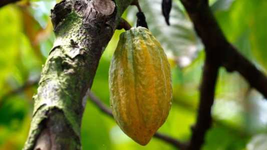 Produção de cacau cresce em MG: Emater registra área plantada de 480 hectares