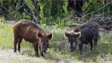 Minas reforça controle de javalis após avanço da espécie e risco às lavouras