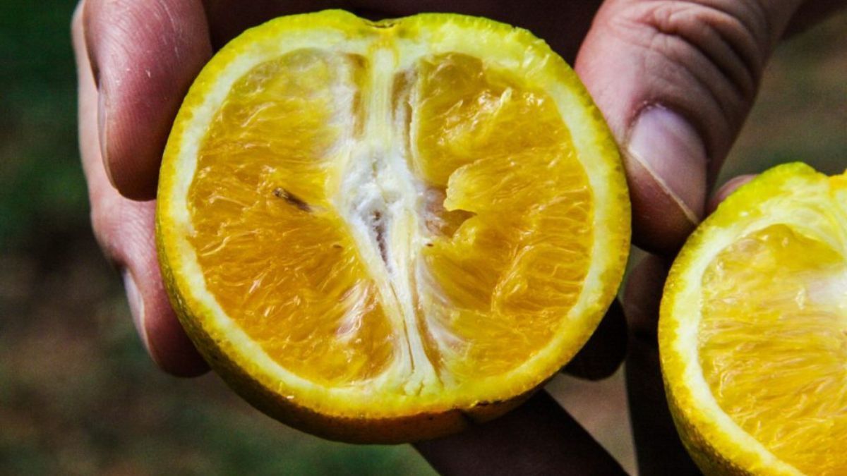 São Paulo investe R$ 3,6 mi para reforçar combate ao Greening na citricultura