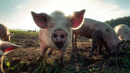 Carne suína reage no mercado interno, e exportações atingem 2° maior volume da história