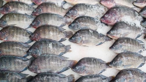 Pode pescar tilápia na piracema? Entenda a regra no defeso