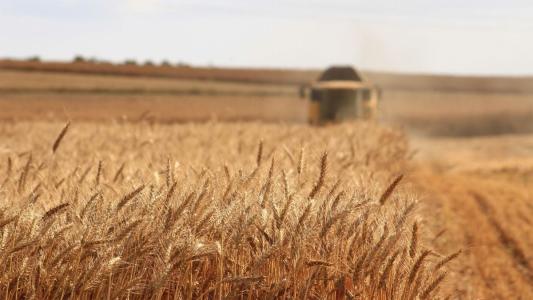 Preço do trigo importado atinge menor nível desde 2020 e pressiona mercado interno