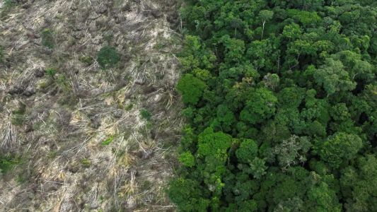 Restauração de florestas pode gerar até US$ 100 bi anuais para países tropicais