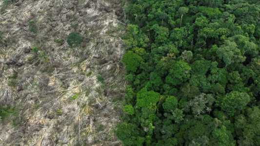 Restauração de florestas pode gerar até US$ 100 bi anuais para países tropicais