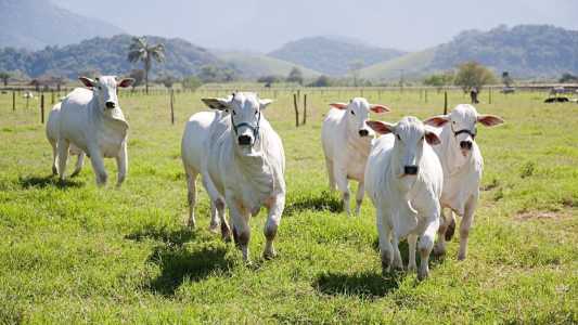 Dia da Pecuária: setor lidera exportações mundiais com crescimento sustentável