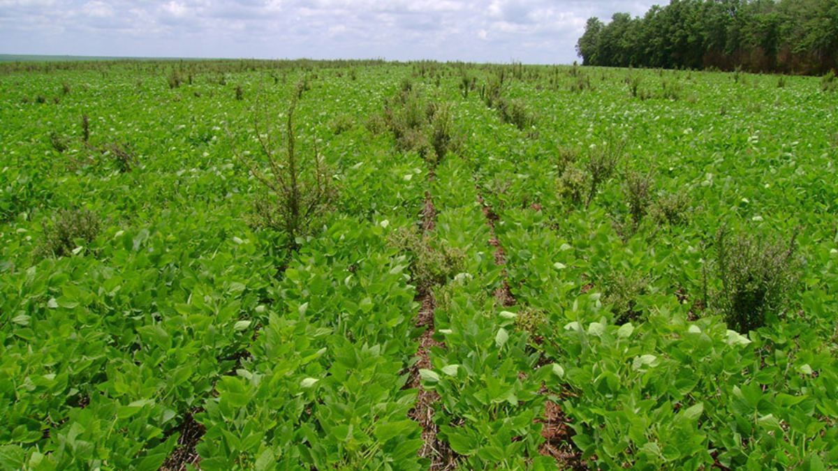 Bactéria da Caatinga mostra potencial para controlar buva resistente a herbicidas