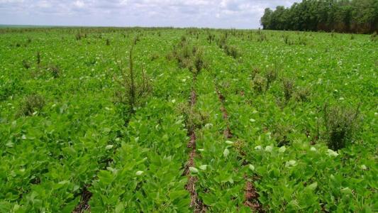 Bactéria da Caatinga mostra potencial para controlar buva resistente a herbicidas