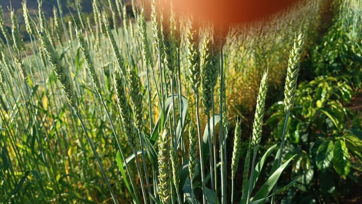Silagem de trigo irrigado ganha espaço na alimentação do gado leiteiro no Jequitinhonha
