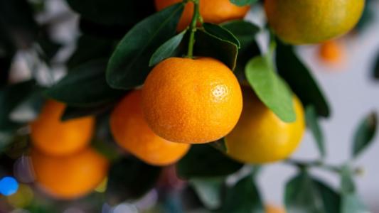 Laranja vai encolher? Fundecitrus reduz safra 2025/26 com frutos 4g mais Leves