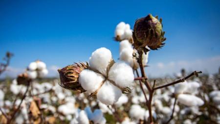Cotonicultura deve alcançar recorde de 4 milhões de toneladas na safra 2025/2026