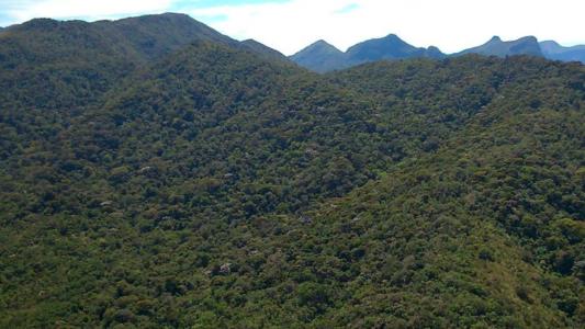 Restaurar áreas de Mata Atlântica pode ser mais rentável do que alugar para pasto