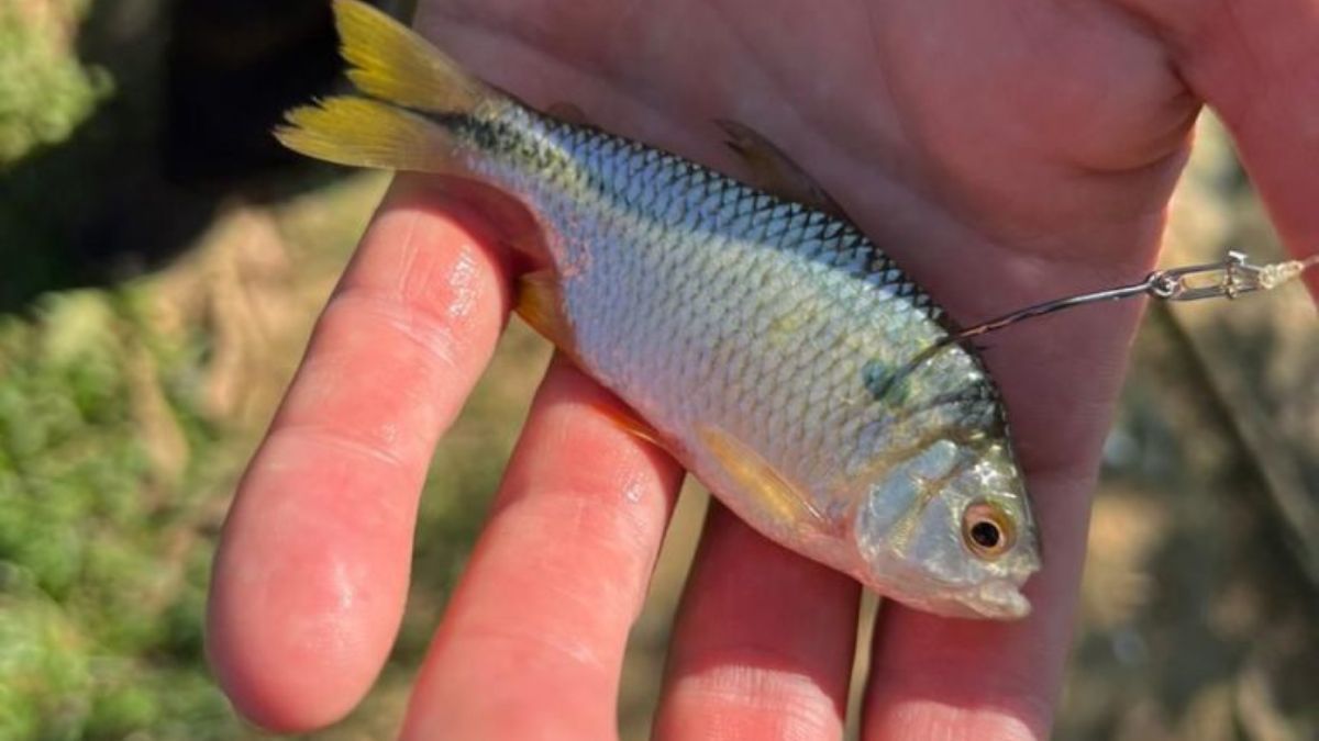 Pesquisa avalia viabilidade da pesca recreativa e aponta alternativas sustentáveis