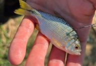 Pesquisa avalia viabilidade da pesca recreativa e aponta alternativas sustentáveis