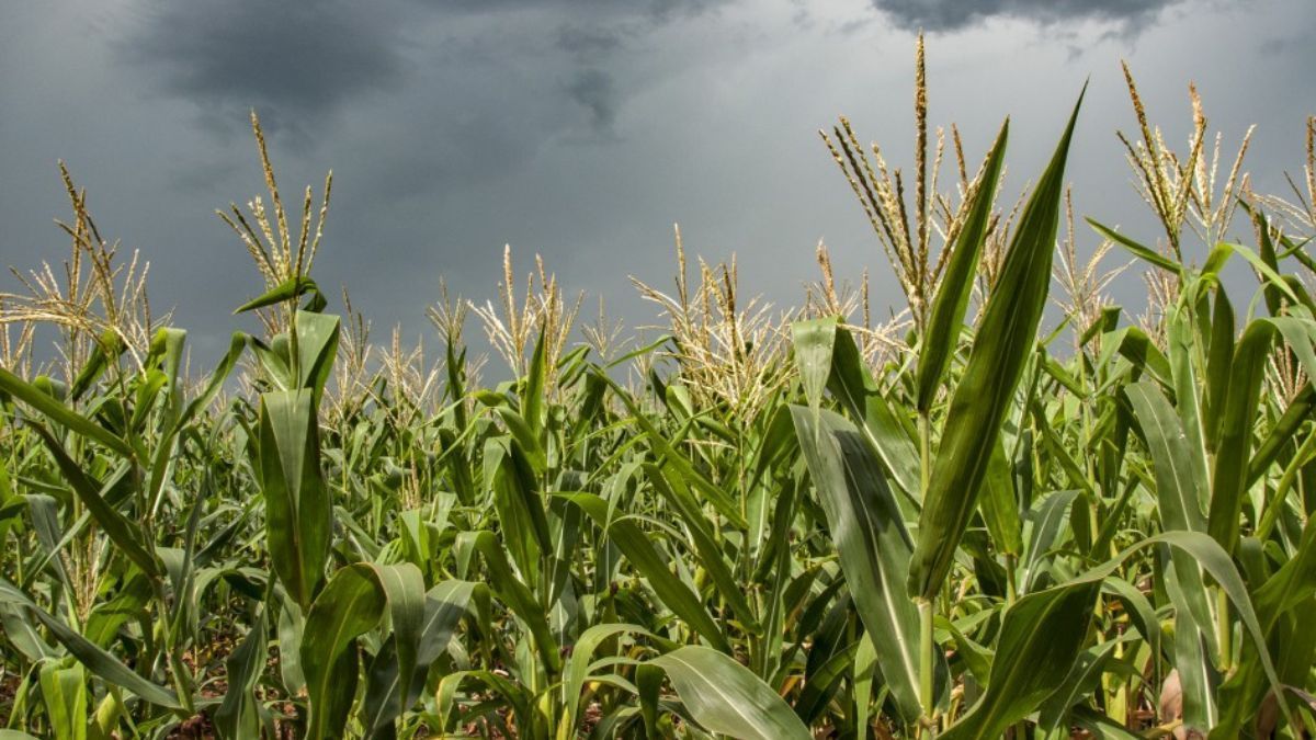 Chuvas e temperaturas favorecem cultura do milho no Rio Grande do Sul