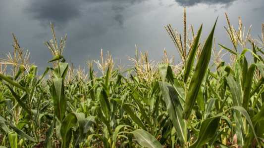 Agro do Paraná começa 2026 com boa produção e queda nos preços de hortigranjeiros