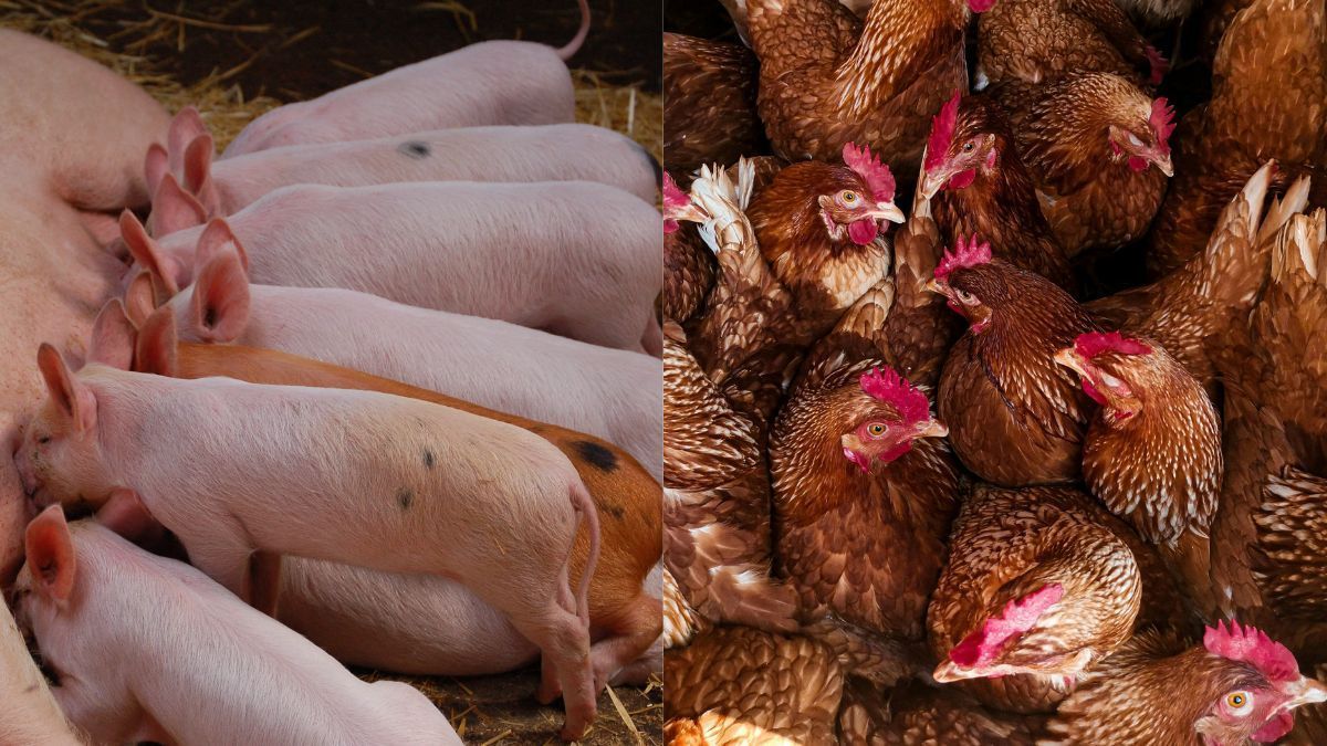 Custos de produção de suínos e frangos recuam em abril, aponta IBGE