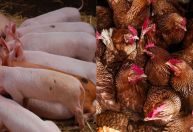 Custos de produção de suínos e frangos recuam em abril, aponta IBGE