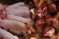 Custos de produção de suínos e frangos recuam em abril, aponta IBGE