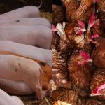 Custos de produção de suínos e frangos recuam em abril, aponta IBGE