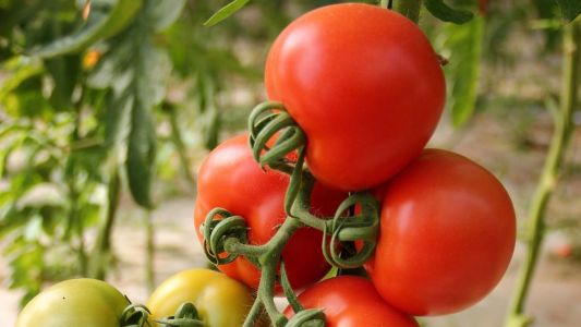 Oferta elevada faz preços do tomate caírem mais de 26% no atacado