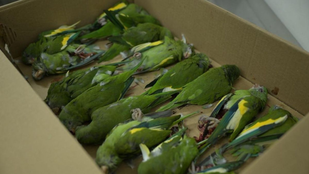 Periquitos atropelados em Manaus são resgatados pela Secretaria de Estado de Proteção Animal