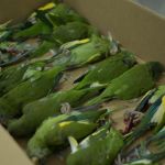 Periquitos atropelados em Manaus são resgatados pela Secretaria de Estado de Proteção Animal