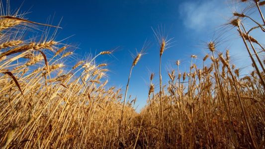 Embrapa leva tecnologias e soluções sustentáveis para o trigo brasileiro na COP30