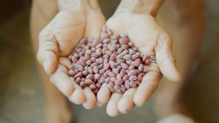 Pesquisa revela diversidade e alto valor nutricional em feijões do Vale do Juruá