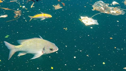 Aquecimento global intensifica toxicidade de microplásticos e metais pesados em peixes