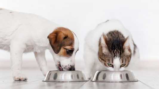 Mapa define limites de micotoxinas em alimentos para cães e gatos a partir de 2026