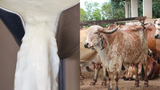 Leite A2: aposta genética é solução para consumidores sensíveis ao leite comum