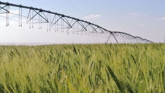 Irrigação estratégica do trigo no Cerrado reduz emissões de gases de efeito estufa 