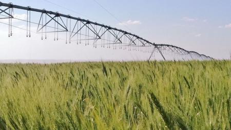 Irrigação estratégica do trigo no Cerrado reduz emissões de gases de efeito estufa
