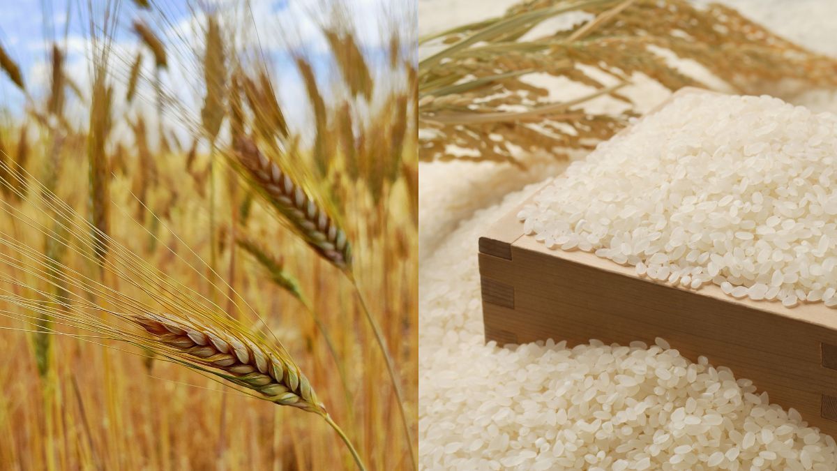 Leilões da Conab para escoamento de arroz e trigo serão realizados na próxima segunda