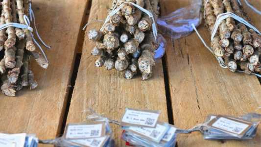 Experimento testa resistência de genótipos de mandioca à vassoura-de-bruxa no Amapá