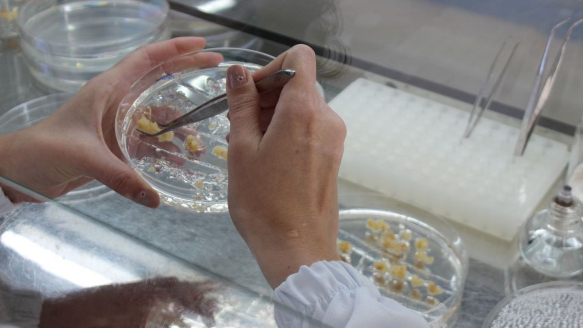 Estudo aponta tecnologias mais precisas para inserção de genes no milho