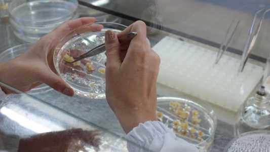 Estudo aponta tecnologias mais precisas para inserção de genes no milho