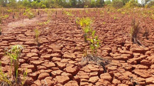 Bioinsumo atende 31 espécies florestais leguminosas e amplia restauração ecológica