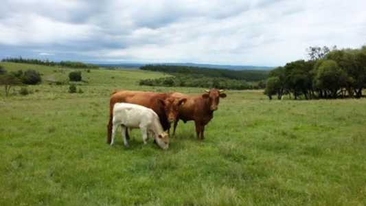 Chuvas favorecem pastagens e melhoram condição dos rebanhos no Rio Grande do Sul